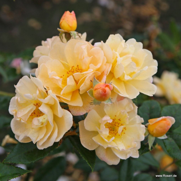 SUNNY SILUETTA® SUNNY SILUETTA®